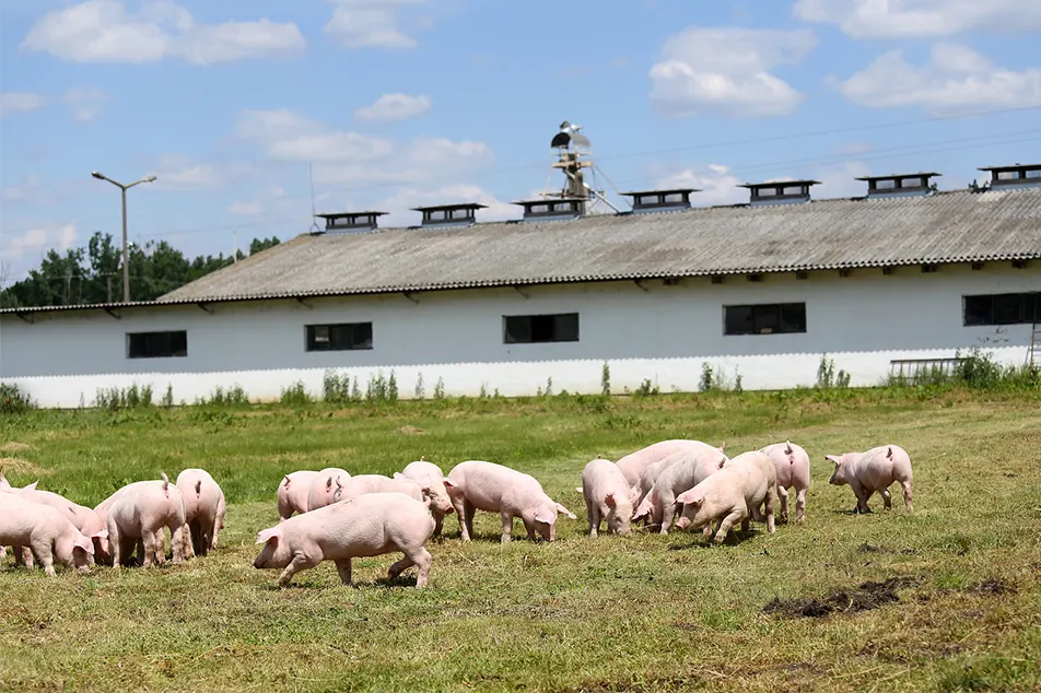 Txerri-haztegi modernoa ez da 6 txerri ekipo hauek