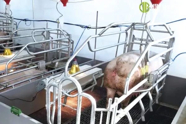 ãAltxatu farrowingunitãHunan Yueyang 2400 sow farm