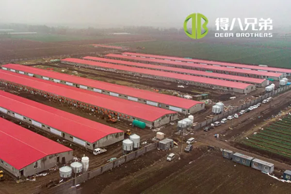 ãLerro osoko proiektuaShandong Zhucheng4800 sows farm