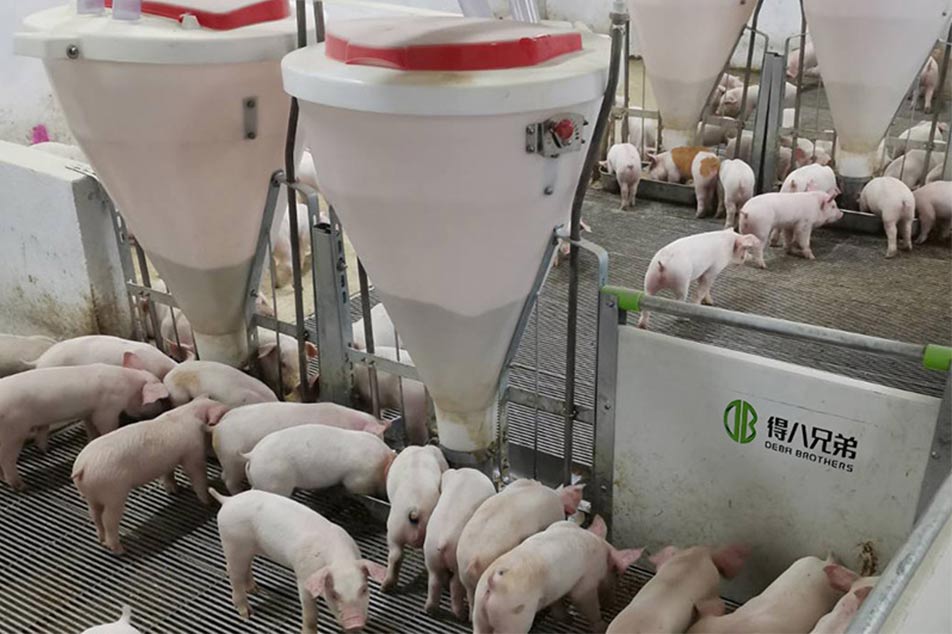 Nola aukeratu zure txerri-haztegirako TXERRI ELIKADURA egokia: Deba Brothers®-ren gida integrala