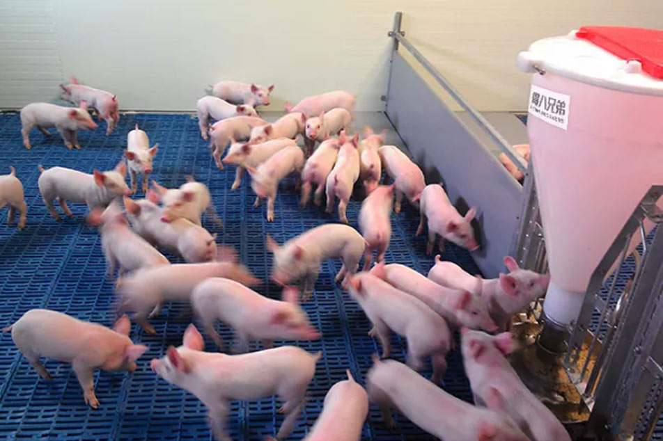 Plastikozko Dry Wet Feeder: Pentsuen hornikuntza eraginkorretarako irtenbide berritzailea