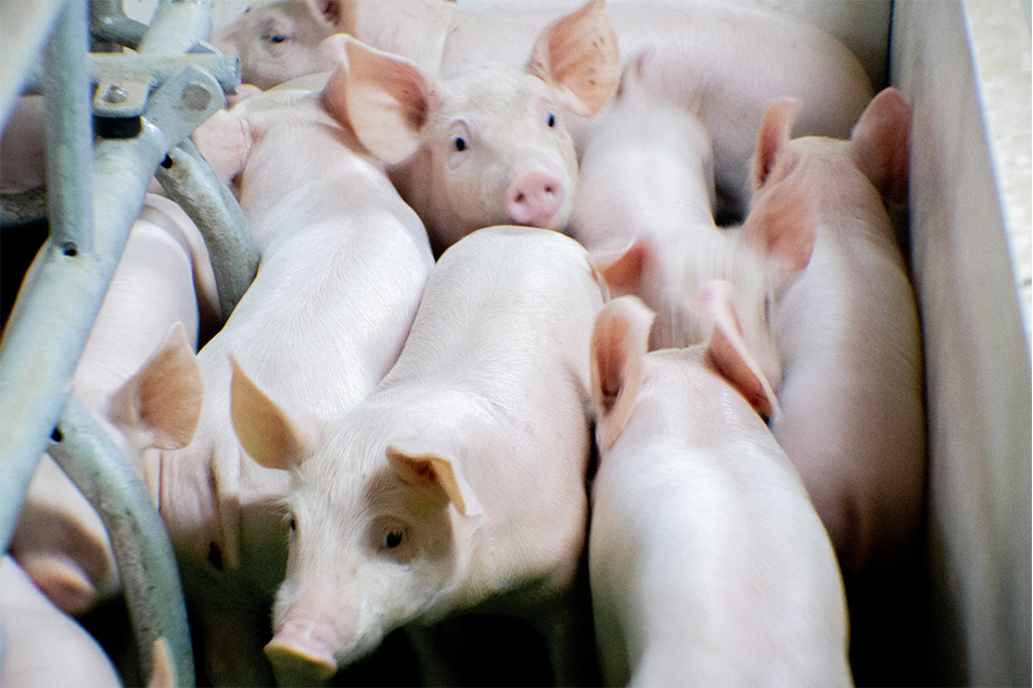 Welsafe Farrowing Crate: Erditzearen kudeaketan txerrien ongizatea areagotzea