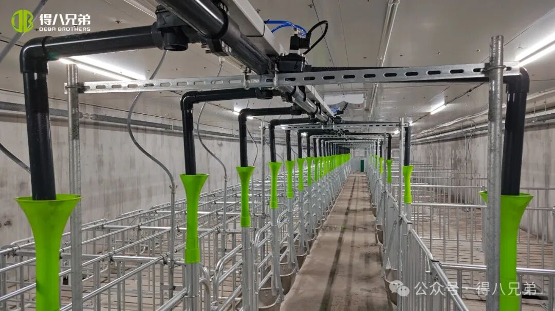 Debako anaia Licha Txerri Beltzaren hazkuntza eta laborantza erakustaldi-basea - 2.000 sows, 50.000 urteko hilketa, 67.000 metro karratu