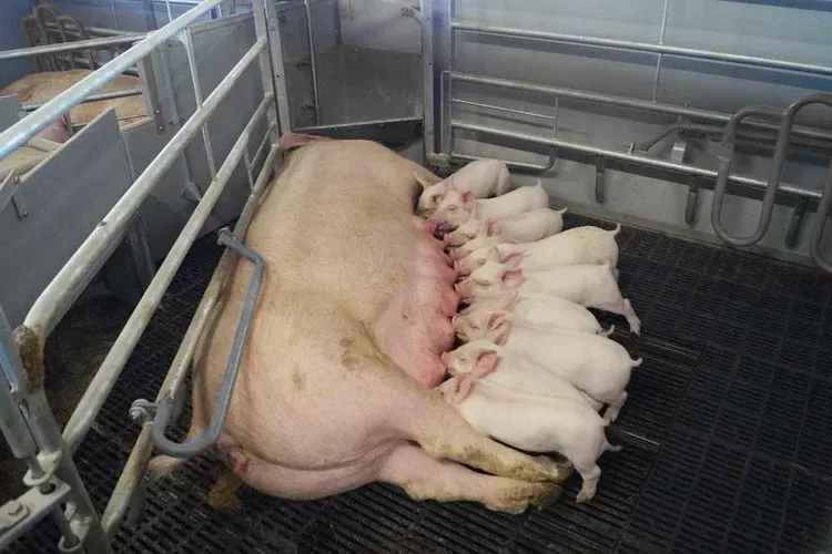 Global Pig Price Recovery Nekazaritzako Ekipamenduen Inbertsioaren Konfiantza indartzen du