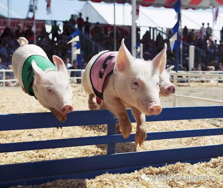 pig farming